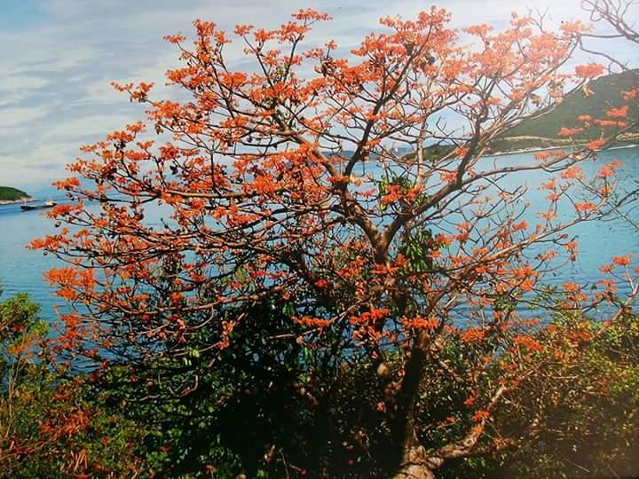 Trang Vu Homestay Cu Lao Cham Tan Hiep  Экстерьер фото